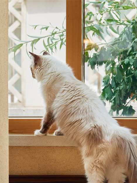 请像猫一样的生活，让自己更加健康！